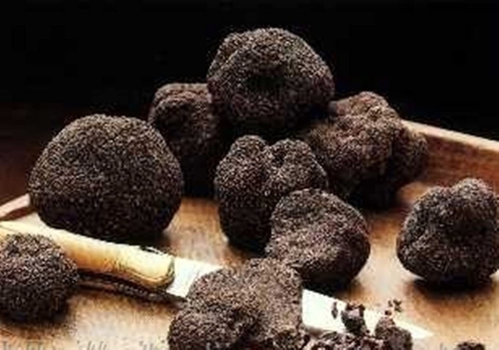 Tuber mesentericum трюфель