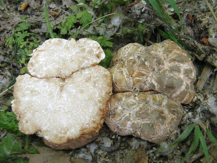 Трюфель белый