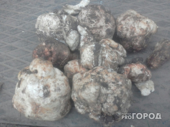 Белый трюфель гриб