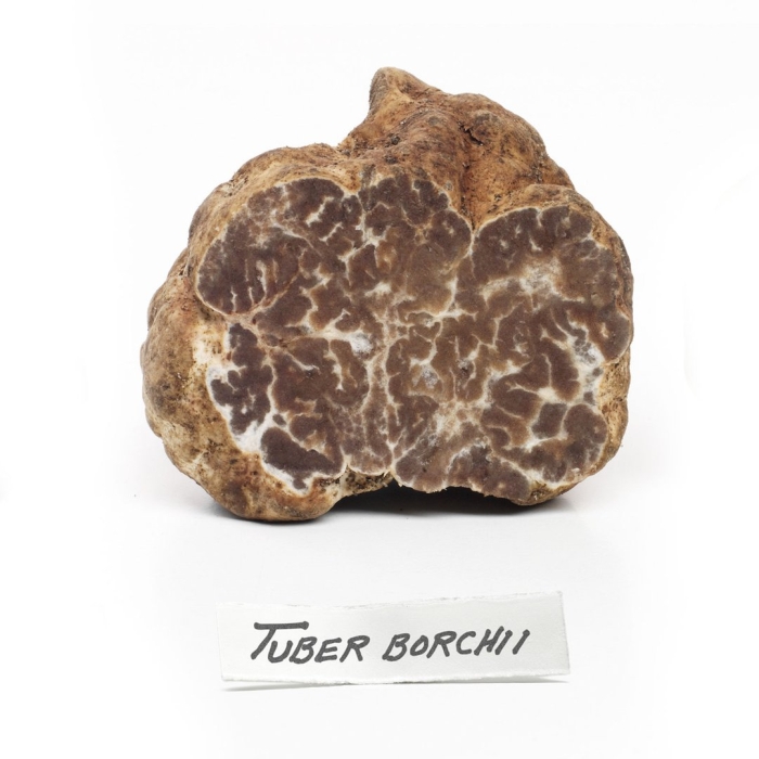 Белый пьемонтский трюфель