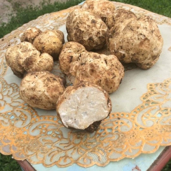 Земляной гриб трюфель