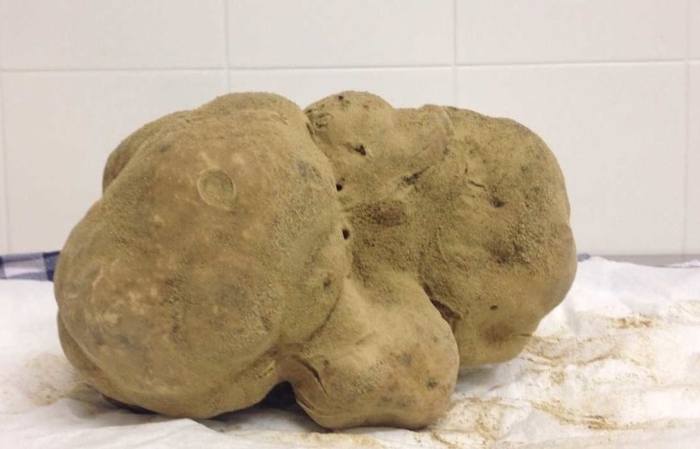 Большой белый трюфель