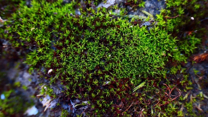 Гиофила завёрнутая