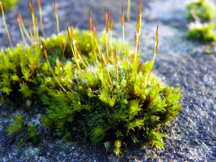 Антоцеротовые мхи