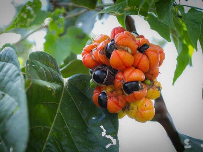 Гуарана растение