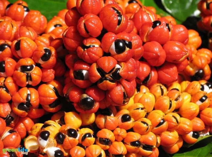 Присемянник гуарана