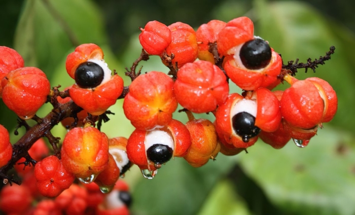 Guarana seed
