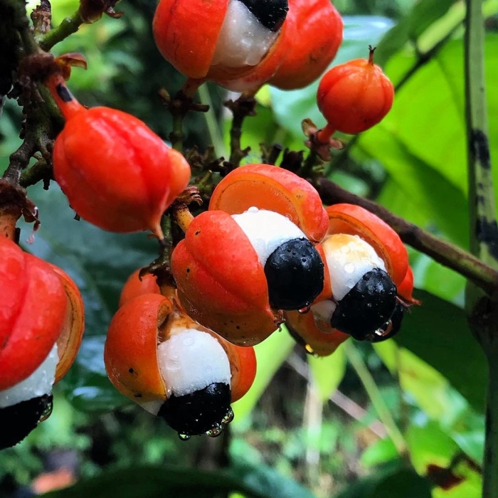 Гуарана ягода