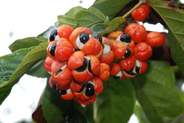 Женьшень и гуарана