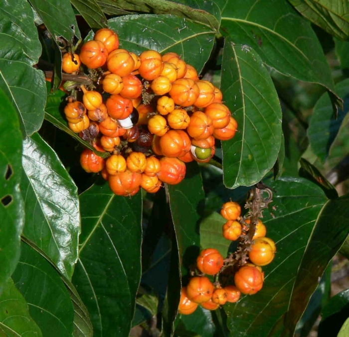 Гуарана лиана