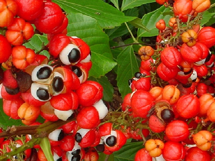 Гуарана растение