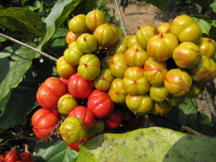 Женьшень и гуарана