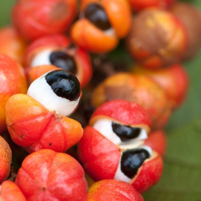 Гуарана фрукт