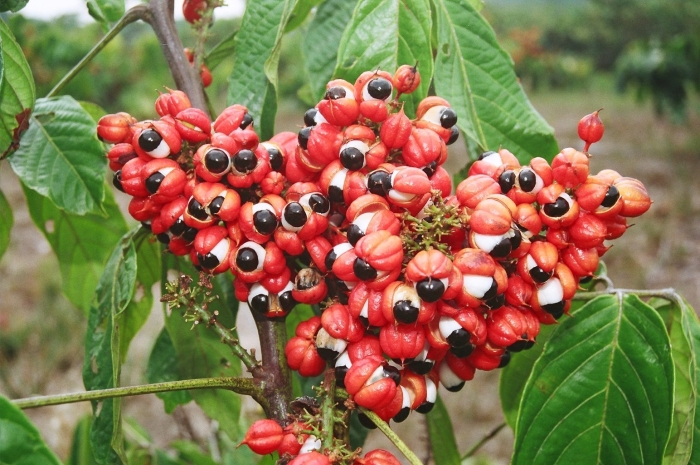 Гуарана лиана