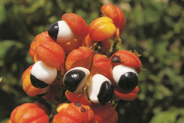 Листья гуараны