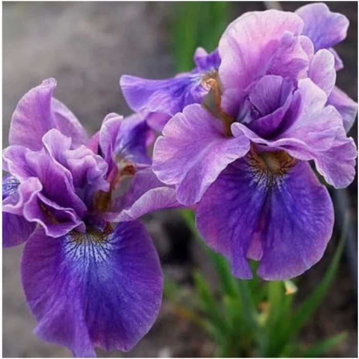 Ирис сибирский хэвинг фан