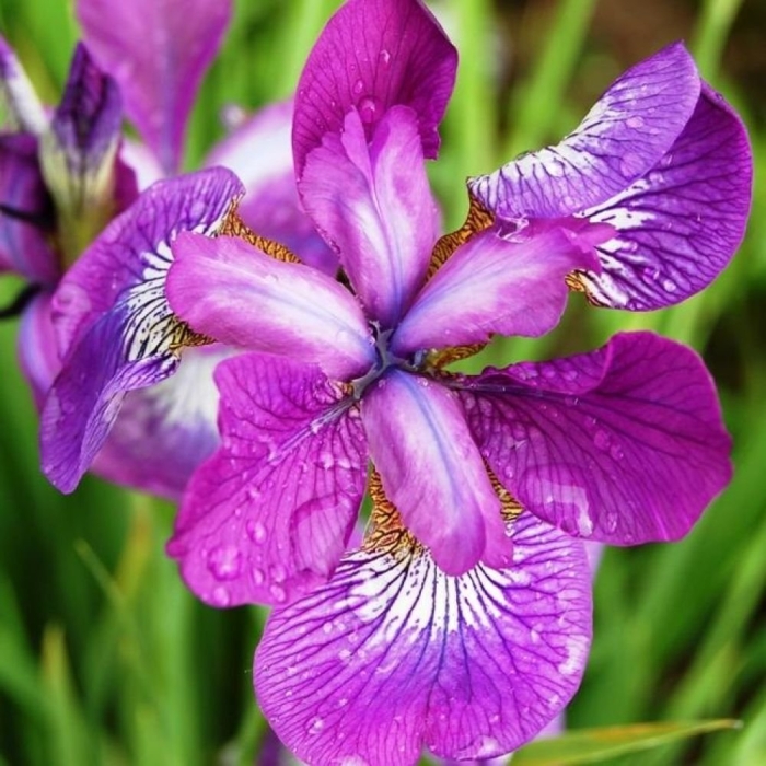 Ирис сибирский sparkling rose