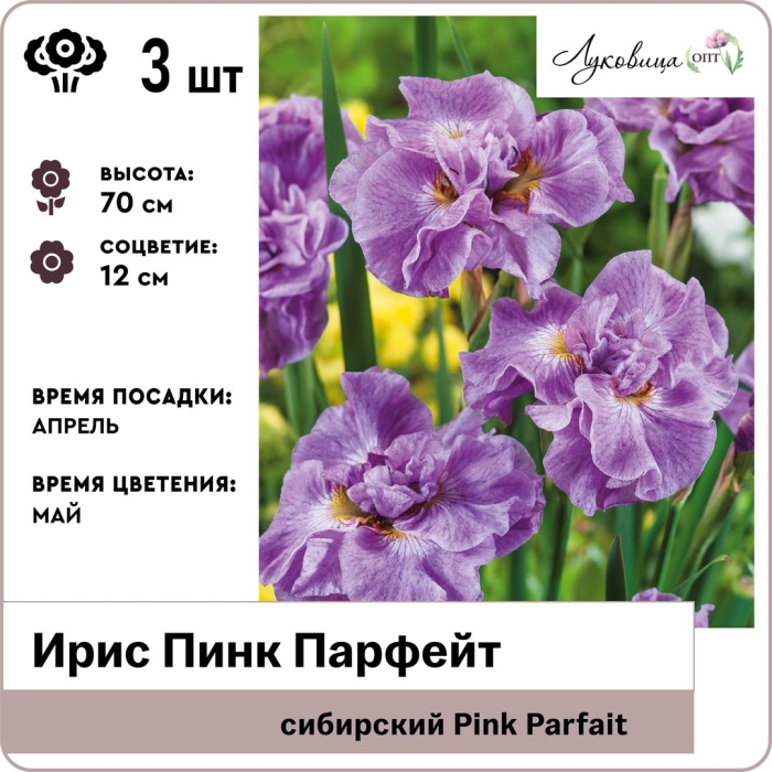 Ирис сибирский пинк парфейт