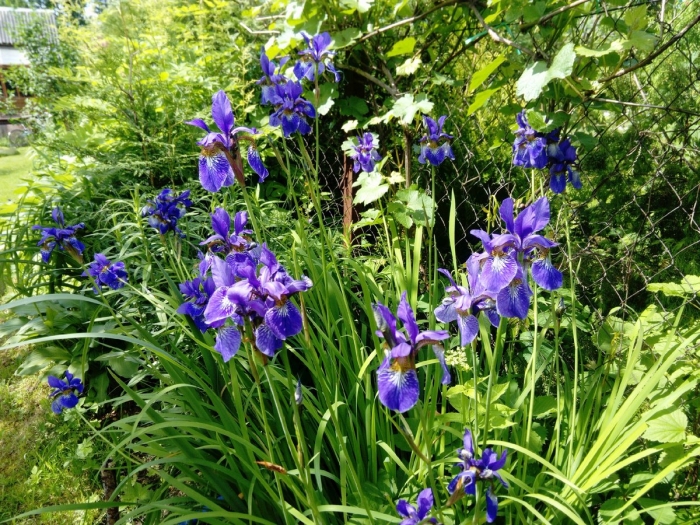 Ирис сибирский