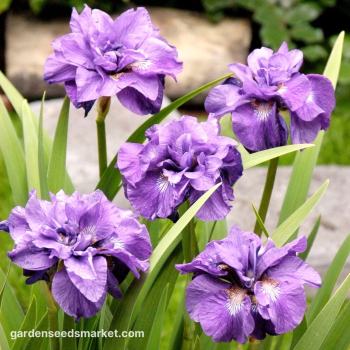 Ирис сибирский империал опал