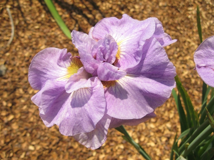 Ирис сибирский пинк парфайт