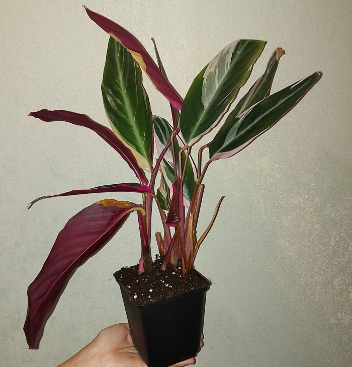 Строманта мэджик стар