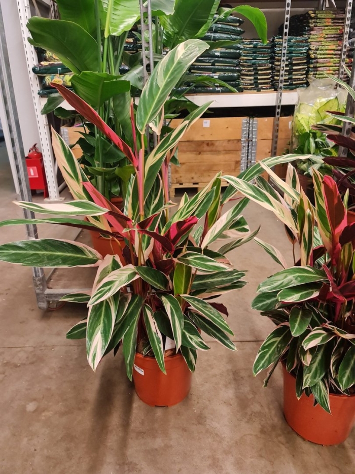 Строманта триостар