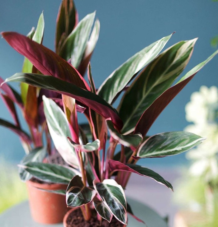 Марантовые строманта