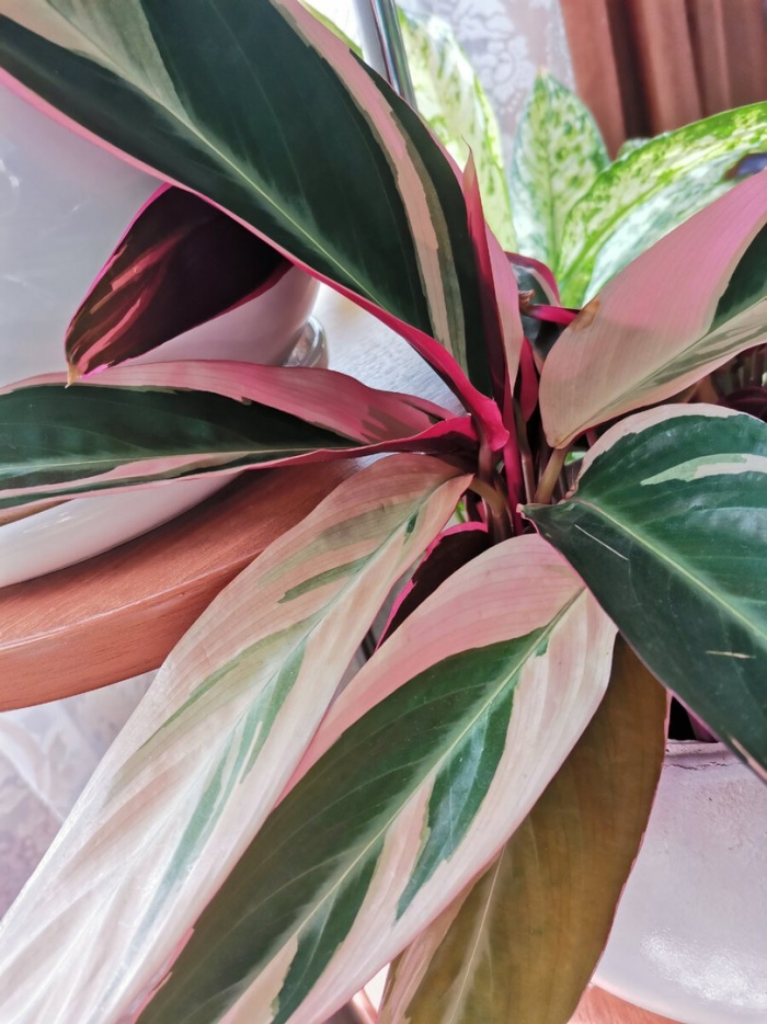 Строманта уход в домашних условиях