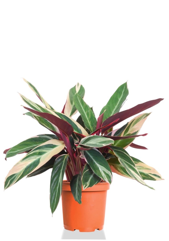 Калатея строманта триколор