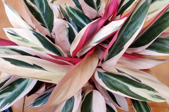 Строманта уход в домашних условиях