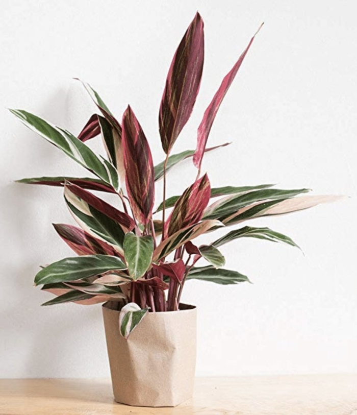 Строманта triostar