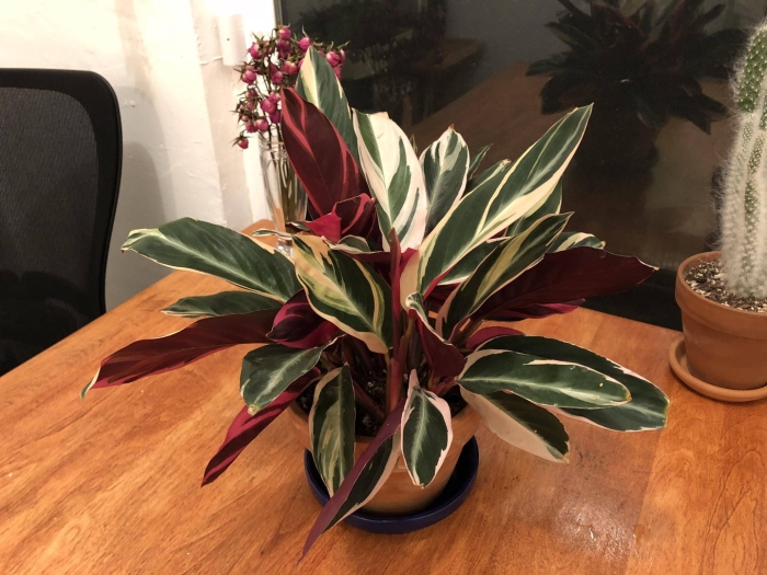 Калатея строманта