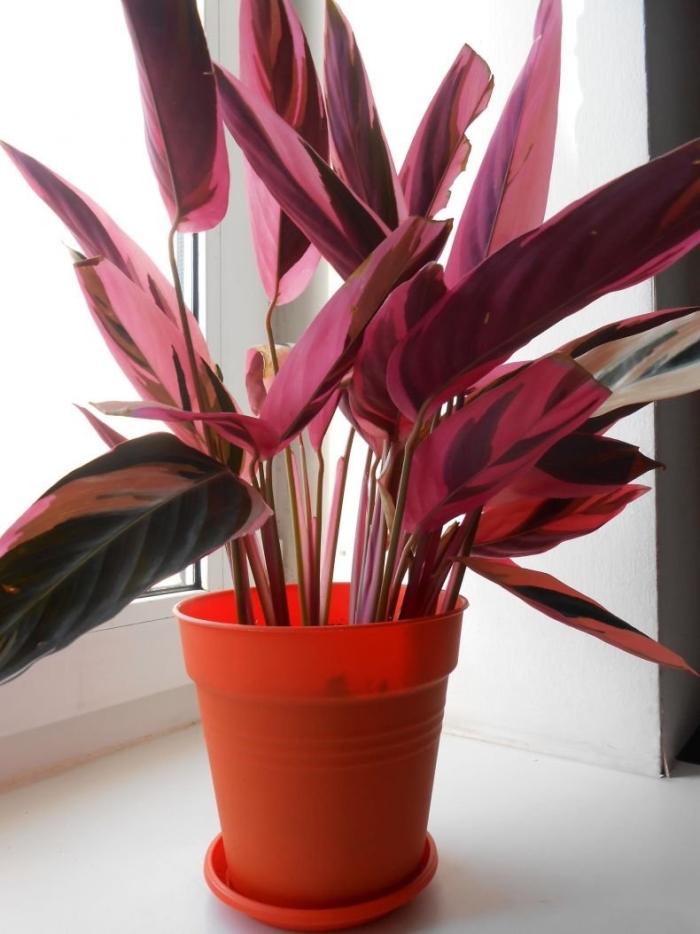 Строманта маранта