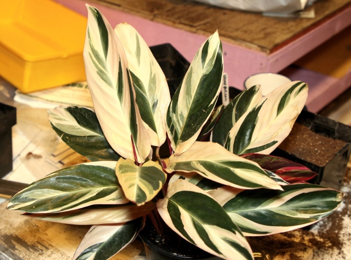 Ктенанта бурле-марксии