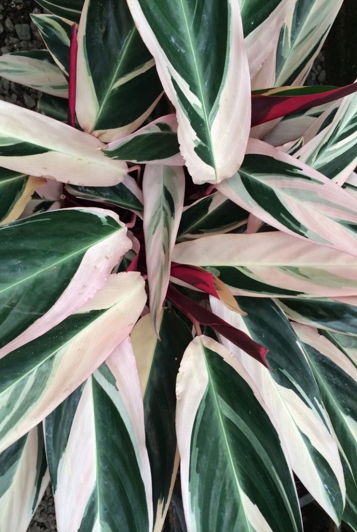 Маранта калатея строманта