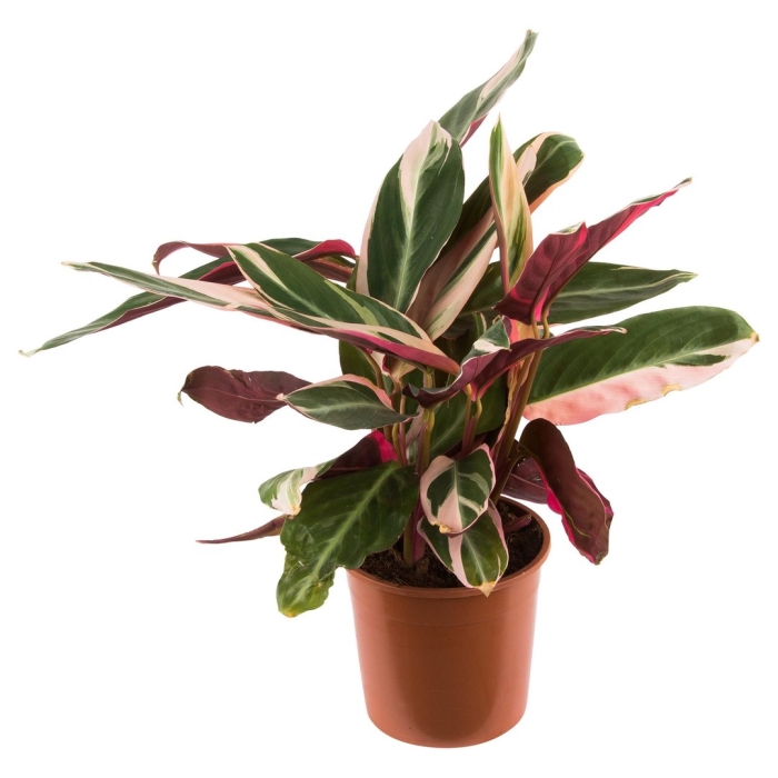 Строманта триколор