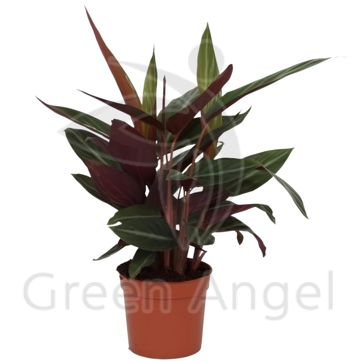 Кордилина фрутикоза румба