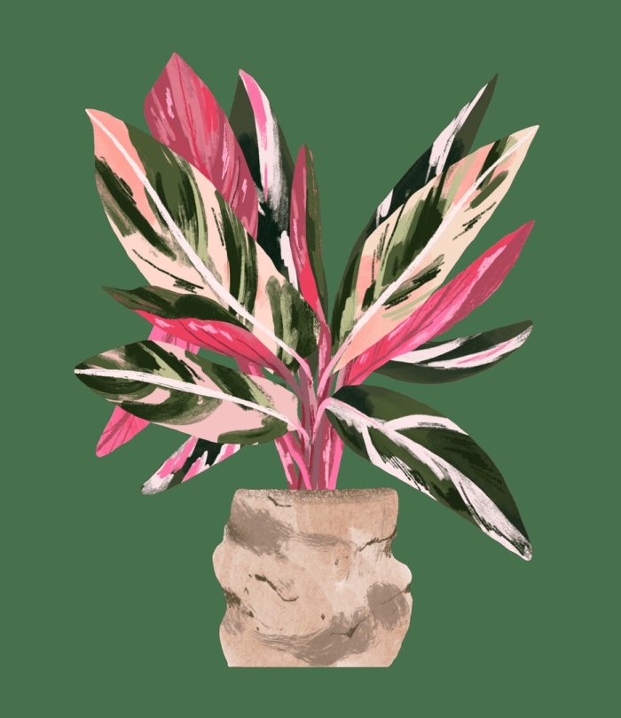 Строманта растение