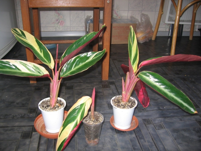 Калатея строманта