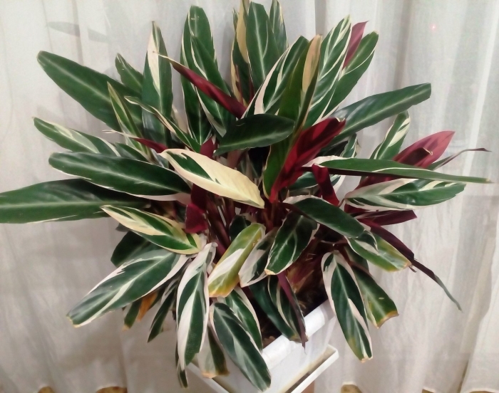 Строманта маранта