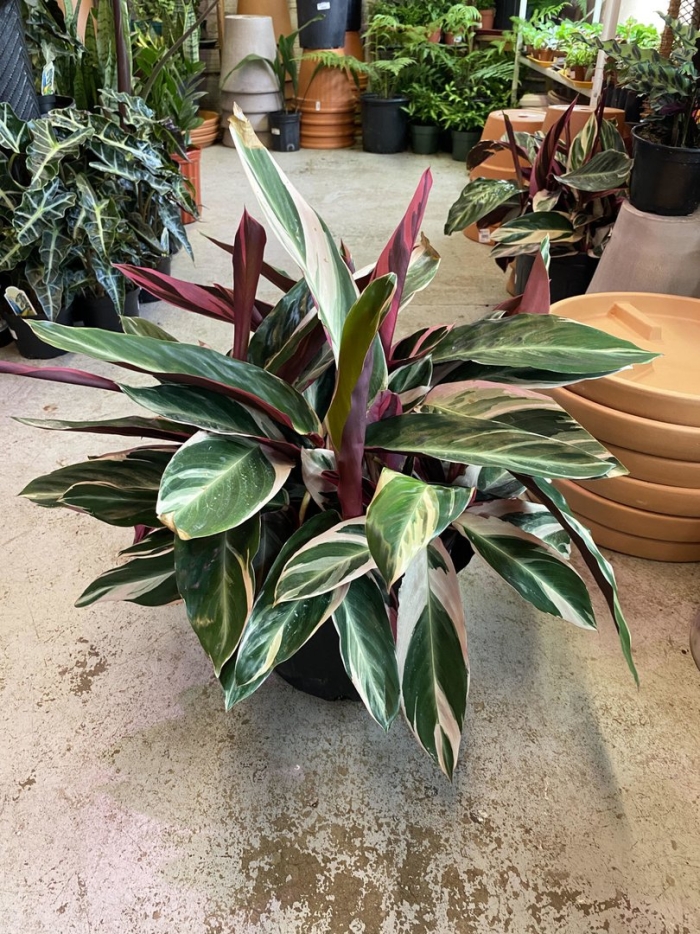 Калатея строманта