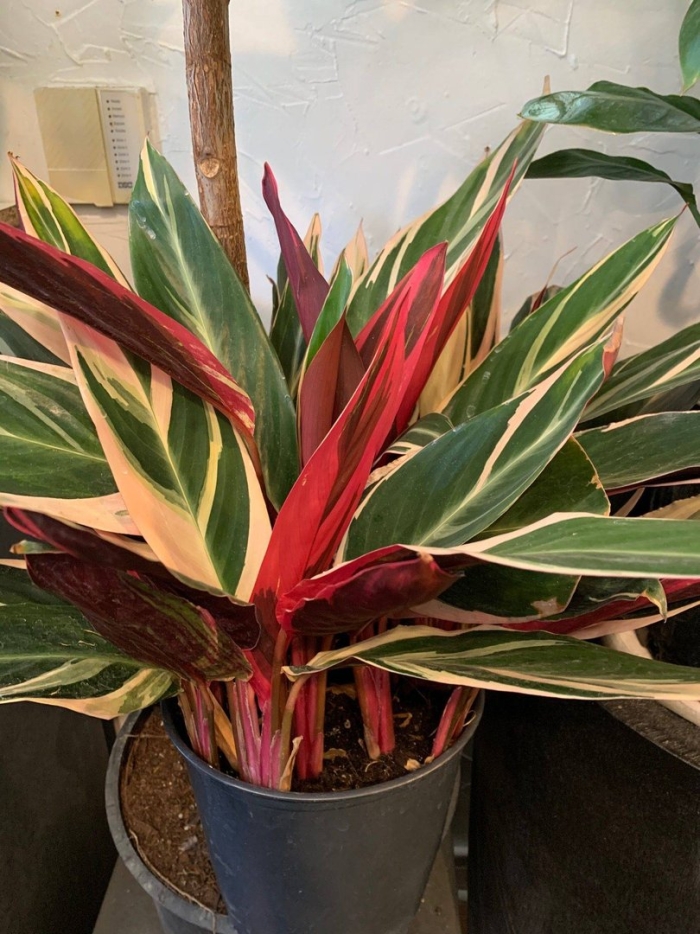 Калатея строманта триколор