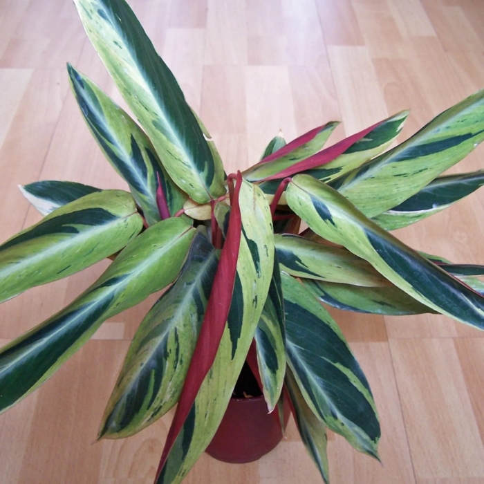 Строманта хортиколор