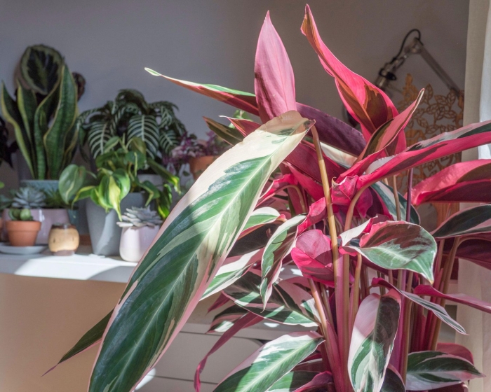 Калатея строманта