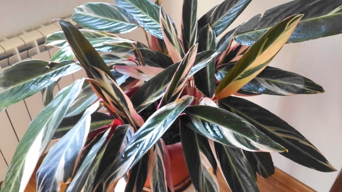 Строманта маранта