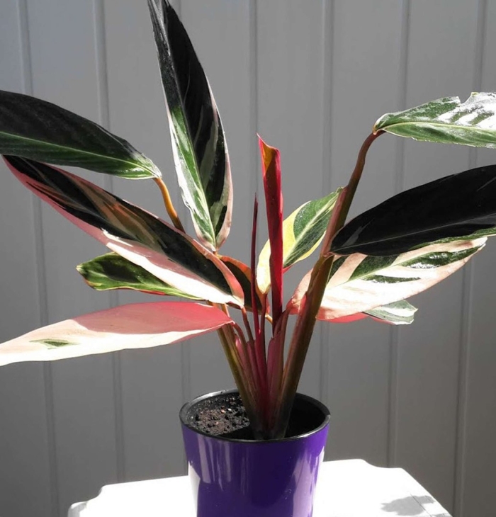 Строманта сангунея