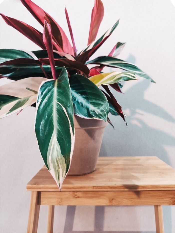 Строманта триостар