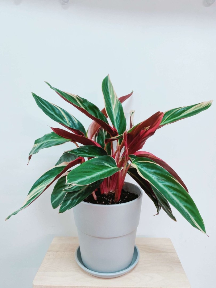 Калатея строманта