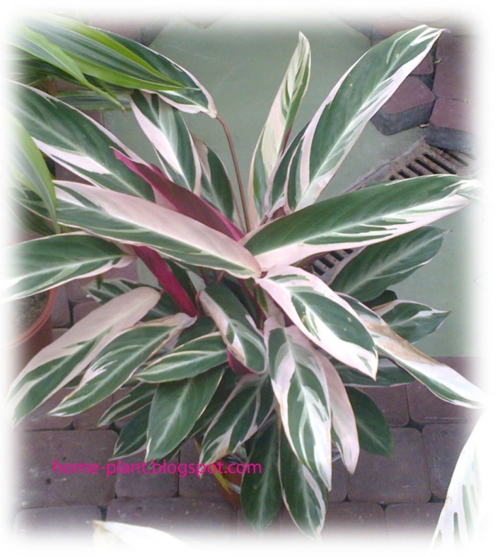 Строманта марун